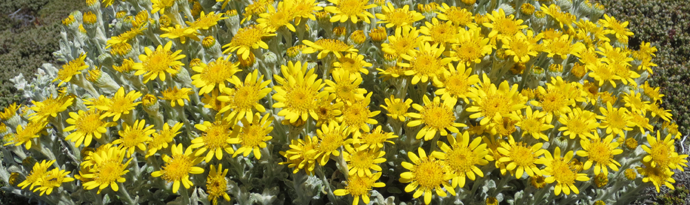 FALKLANDS WOOLLY RAGWORT Senecio littoralis